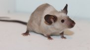 Mouse | Rat