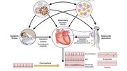 Overview of the pathophysiological mechanisms associated with arrhythmogenesis in the setting of COVID-19 infection. Image from Circulation.