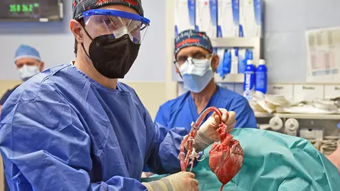 The most successful case to date of a pig organ being transplanted into a human occurred back in January, when specialists at the University of Maryland Medical Center (UMMC) in Baltimore transplanted a modified pig heart into 57-year-old David Bennett. The FDA approved the heart transplant transplant through an emergency authorization typically reserved for experimental procedures seen as a patient’s last chance at survival. Bennett did die of heart failure two months later, but UMMC specialists had been “