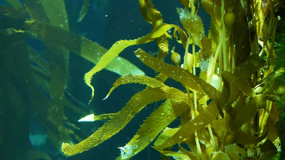 seaweed water ocean